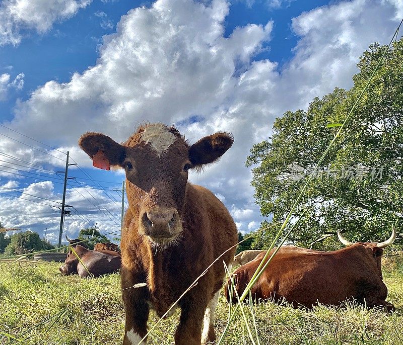在自由放养农场的公牛中，Tan Country Calf
